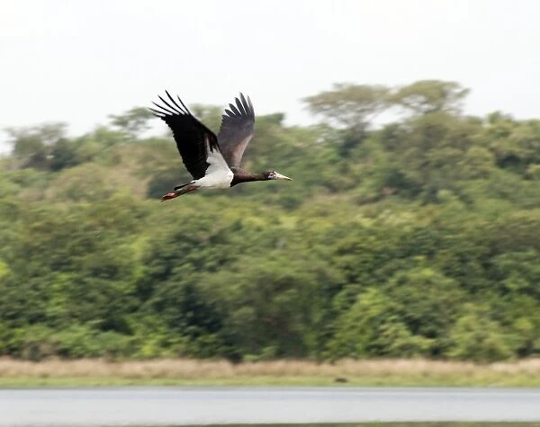 Abdim's Stork - Intra-African migrant - in flight - Northern Uganda - Africa - February
