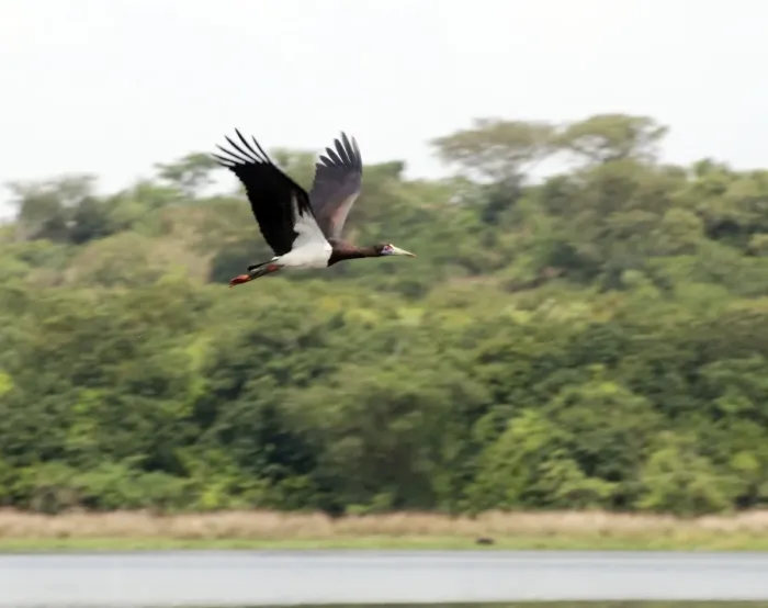 Framed Print : Abdim's Stork - Intra-African migrant - in flight - Northern Uganda - Africa - February
