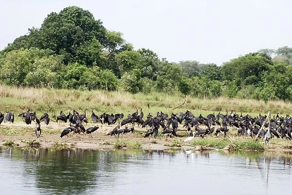 Abdim's Stork - Intra-African migrant - flock resting beside the Nile - Northern Uganda - Africa - February