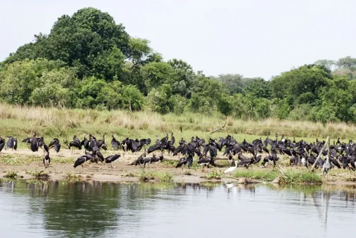 Framed Print : Abdim's Stork - Intra-African migrant - flock resting beside the Nile - Northern Uganda - Africa - February Framed Print : Abdim's Stork - Intra-African migrant - flock resting beside the Nile - Northern Uganda - Africa - February