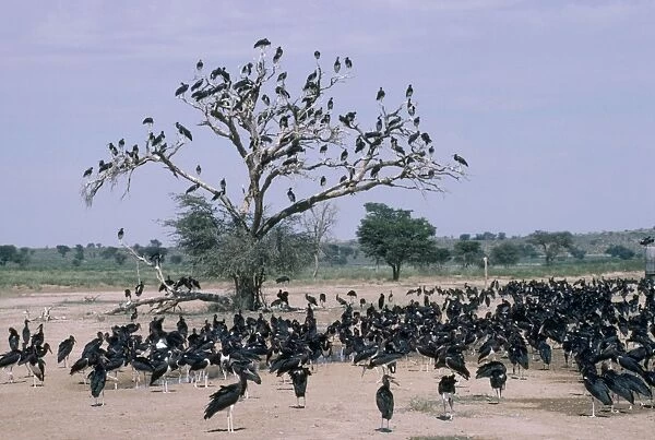 Abdim's Stork - large flock of gathered by water - Kalahari desert Southern Africa