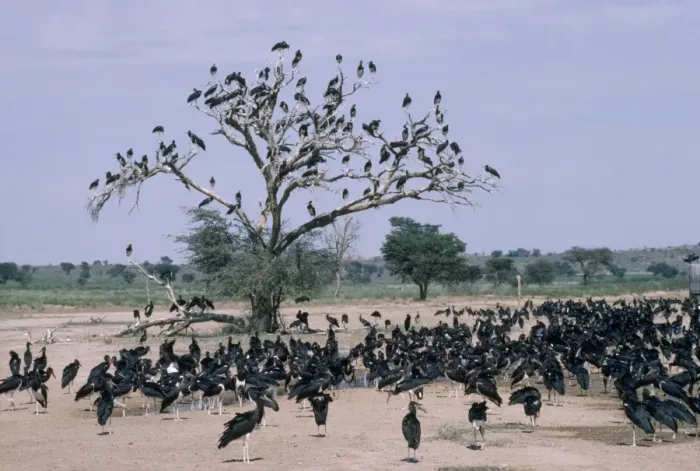 Framed Print : Abdim's Stork - large flock of gathered by water - Kalahari desert Southern Africa Framed Print : Abdim's Stork - large flock of gathered by water - Kalahari desert Southern Africa