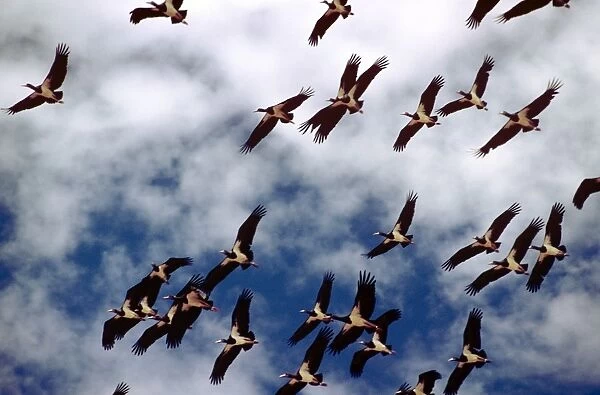 Abdim's Storks - in flight
