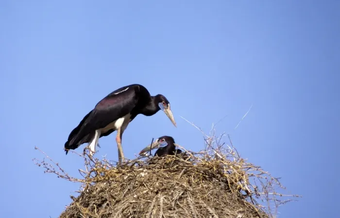 Framed Print : Abdim's Storks - at nest Framed Print : Abdim's Storks - at nest