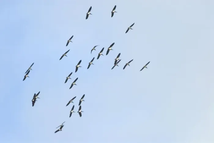 Framed Print : Abdim's / White-bellied Storks. Flock in flight rising on thermal over Kalahari. Transequatorial migrant; breeds in Somalia, Ethiopia, Uganda, north-west Kenya west to Senegal. Migrates south and east to eastern and southern Africa Framed Print : Abdim's / White-bellied Storks. Flock in flight rising on thermal over Kalahari. Transequatorial migrant; breeds in Somalia, Ethiopia, Uganda, north-west Kenya west to Senegal. Migrates south and east to eastern and southern Africa