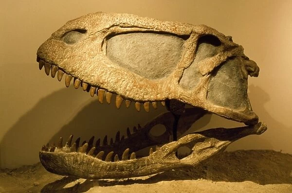 Abelisaurus comahuensis - Theropod. Cretaceous