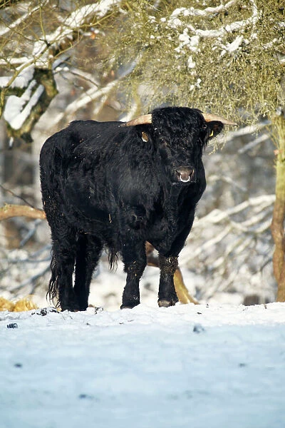 Aberdeen Angus Bull - in winter, Lower Saxony, Germany