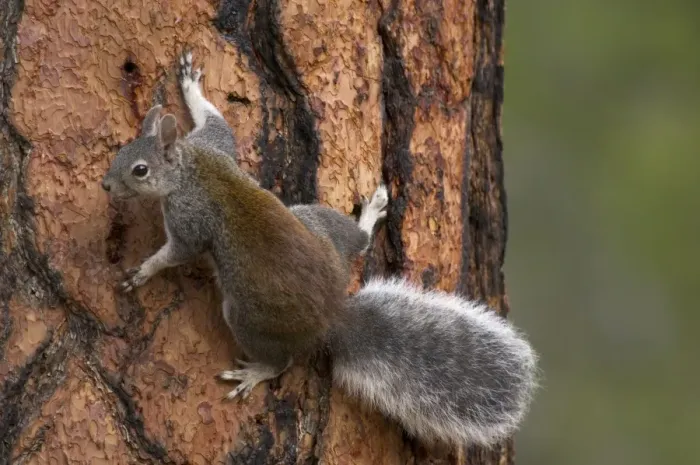 Framed Print : Abert's Squirrel / Tassel-eared squirrel - On side of old growth ponderosa pine tree. South rim of Grand Canyon, Arizona, USA _PTL4814 Framed Print : Abert's Squirrel / Tassel-eared squirrel - On side of old growth ponderosa pine tree. South rim of Grand Canyon, Arizona, USA _PTL4814