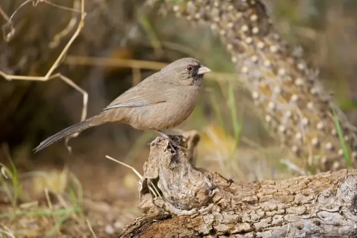 Framed Print : Abert's Towhee - Perched on log - Common in brushlands of the arid Southwest Arizona - USA Framed Print : Abert's Towhee - Perched on log - Common in brushlands of the arid Southwest Arizona - USA