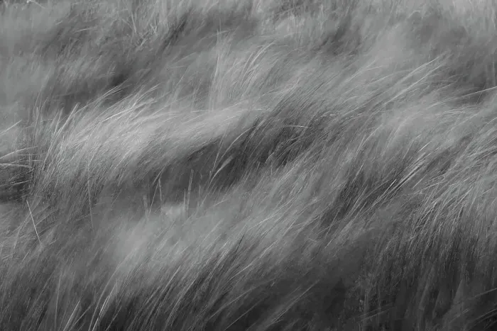 Framed Print : Abstract black and white view of grasses blowing in the wind, Merritt Island National Wildlife Refuge, Florida Date: 31-12-1999
