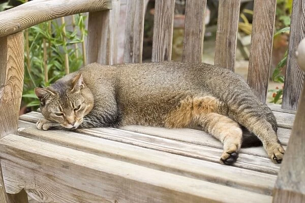 Abyssinian Cat Sleeping on wooden garden bench in greenhouse Norfolk UK
