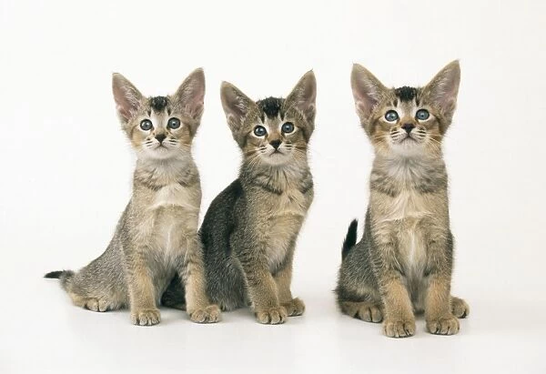 Abyssinian Cross Cat - kittens