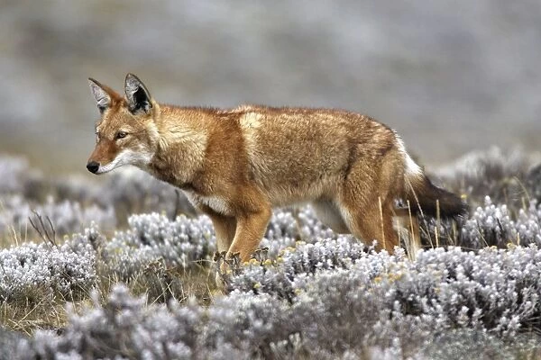 Abyssinian  /  Ethiopian Wolf  /  Simien Jackal  /  Simien Fox - two. Endangered. Bale Mountains - Ethiopia. 4000 m - 4300 m