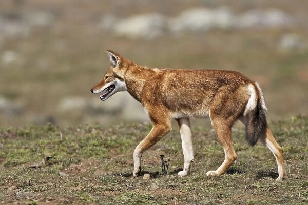 Abyssinian  /  Ethiopian Wolf  /  Simien Jackal  /  Simien Fox - two. Endangered. Bale Mountains - Ethiopia. 4000 m - 4300 m