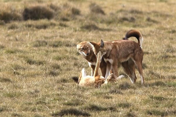 Abyssinian  /  Ethiopian Wolf  /  Simien Jackal  /  Simien Fox - three. Endangered. Bale Mountains - Ethiopia. 4000 m - 4300 m
