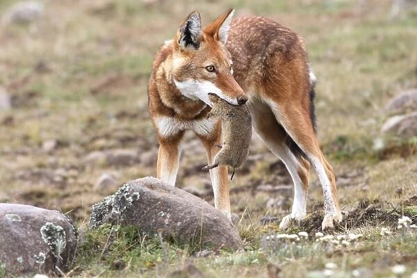 Abyssinian  /  Ethiopian Wolf  /  Simien Jackal  /  Simien Fox - hunting molerat. Endangered. Bale Mountains - Ethiopia. 4000 m - 4300 m