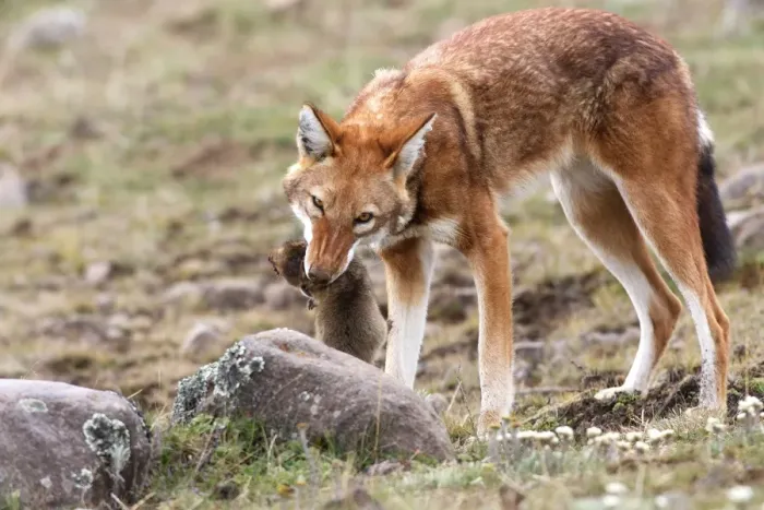 Framed Print : Abyssinian / Ethiopian Wolf / Simien Jackal / Simien Fox - eating molerat. Endangered. Bale Mountains - Ethiopia. 4000 m - 4300 m Framed Print : Abyssinian / Ethiopian Wolf / Simien Jackal / Simien Fox - eating molerat. Endangered. Bale Mountains - Ethiopia. 4000 m - 4300 m