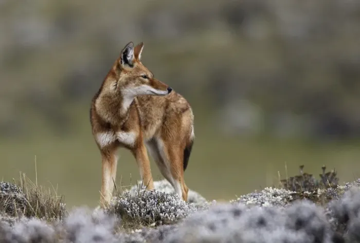 Framed Print : Abyssinian / Ethiopian Wolf / Simien Jackal / Simien Fox - endangered. Bale Mountains - Ethiopia. 4000 m - 4300 m Framed Print : Abyssinian / Ethiopian Wolf / Simien Jackal / Simien Fox - endangered. Bale Mountains - Ethiopia. 4000 m - 4300 m