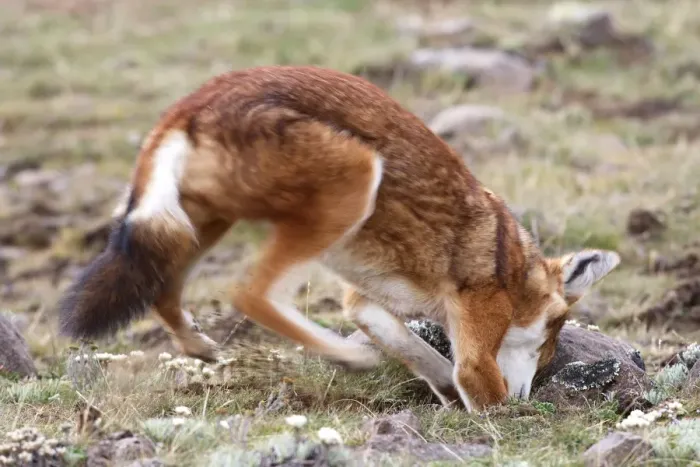Framed Print : Abyssinian / Ethiopian Wolf / Simien Jackal / Simien Fox - hunting molerat. Endangered. Bale Mountains - Ethiopia. 4000 m - 4300 m Framed Print : Abyssinian / Ethiopian Wolf / Simien Jackal / Simien Fox - hunting molerat. Endangered. Bale Mountains - Ethiopia. 4000 m - 4300 m