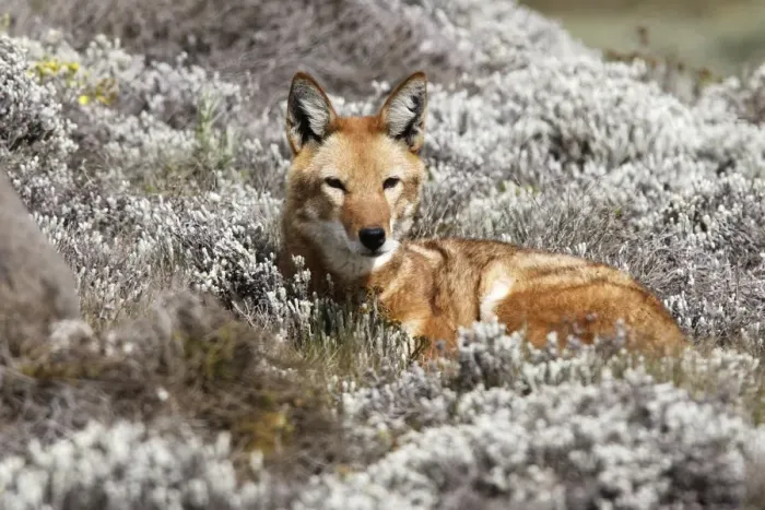 Framed Print : Abyssinian / Ethiopian Wolf / Simien Jackal / Simien Fox - single. Endangered. Bale Mountains - Ethiopia. 4000 m - 4300 m Framed Print : Abyssinian / Ethiopian Wolf / Simien Jackal / Simien Fox - single. Endangered. Bale Mountains - Ethiopia. 4000 m - 4300 m