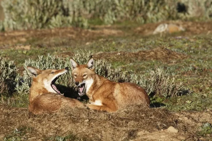 Framed Print : Abyssinian / Ethiopian Wolf / Simien Jackal / Simien Fox - two. Endangered. Bale Mountains - Ethiopia. 4000 m - 4300 m Framed Print : Abyssinian / Ethiopian Wolf / Simien Jackal / Simien Fox - two. Endangered. Bale Mountains - Ethiopia. 4000 m - 4300 m