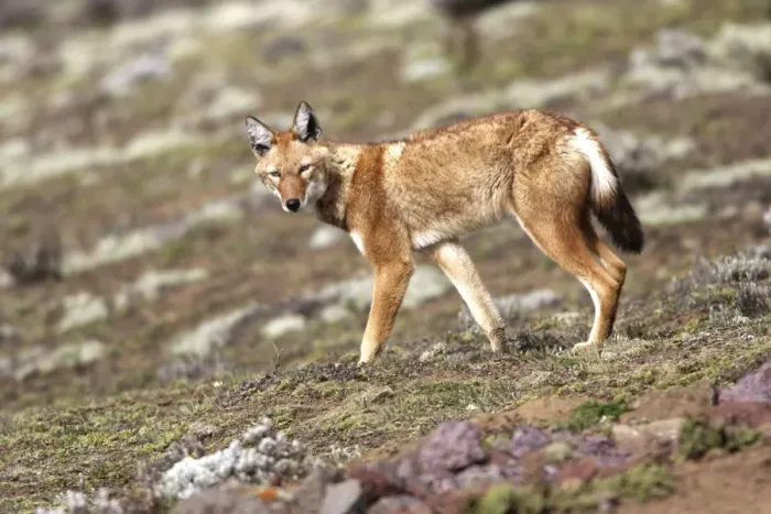 Framed Print : Abyssinian / Ethiopian Wolf / Simien Jackal / Simien Fox - two. Endangered. Bale Mountains - Ethiopia. 4000 m - 4300 m Framed Print : Abyssinian / Ethiopian Wolf / Simien Jackal / Simien Fox - two. Endangered. Bale Mountains - Ethiopia. 4000 m - 4300 m
