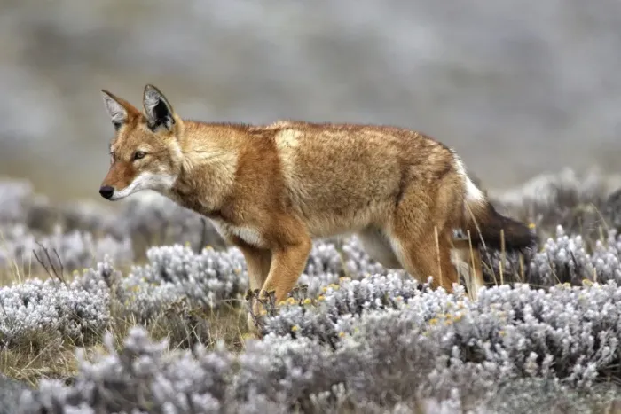 Framed Print : Abyssinian  /  Ethiopian Wolf  /  Simien Jackal  /  Simien Fox - two. Endangered. Bale Mountains - Ethiopia. 4000 m - 4300 m