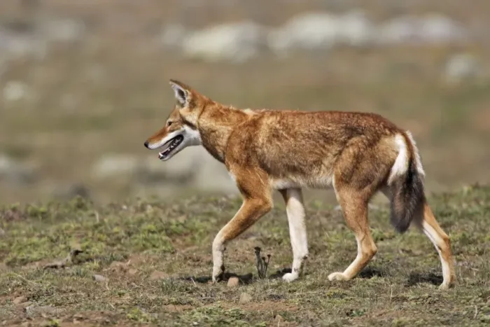 Framed Print : Abyssinian / Ethiopian Wolf / Simien Jackal / Simien Fox - two. Endangered. Bale Mountains - Ethiopia. 4000 m - 4300 m Framed Print : Abyssinian / Ethiopian Wolf / Simien Jackal / Simien Fox - two. Endangered. Bale Mountains - Ethiopia. 4000 m - 4300 m