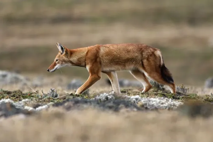 Framed Print : Abyssinian  /  Ethiopian Wolf  /  Simien Jackal  /  Simien Fox - two. Endangered. Bale Mountains - Ethiopia. 4000 m - 4300 m