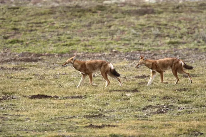Framed Print : Abyssinian  /  Ethiopian Wolf  /  Simien Jackal  /  Simien Fox - two. Endangered. Bale Mountains - Ethiopia. 4000 m - 4300 m