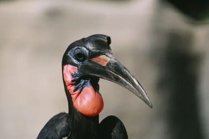 Framed Print : Abyssinian / Northern Ground Hornbill East Africa Framed Print : Abyssinian / Northern Ground Hornbill East Africa