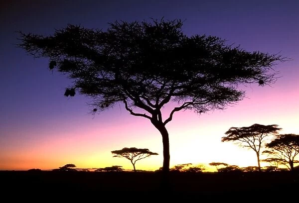 Acacia - at dawn - Serengeti National Park - Tanzania JFL14191