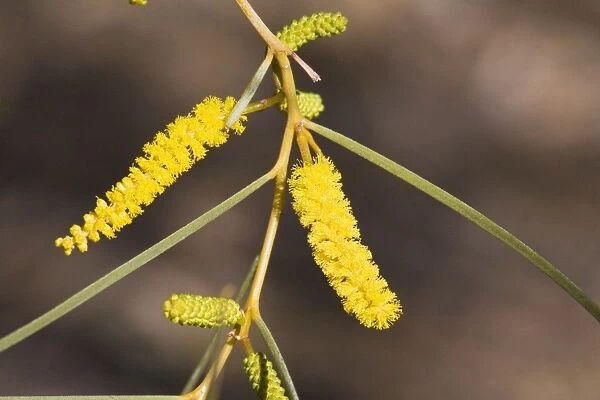Acacia desmondii - Olive Pink Botanic Gardens, Alice Springs, Northern territory, Australia