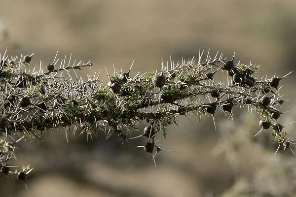 Acacia Tree - close-up. Kenya - Africa
