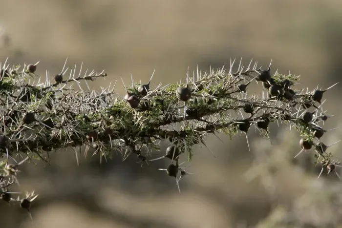 Framed Print : Acacia Tree - close-up. Kenya - Africa Framed Print : Acacia Tree - close-up. Kenya - Africa