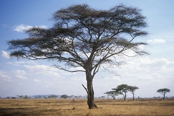 Acacia Tree Serengeti, Tanzania