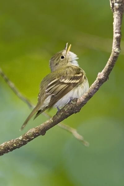 Acadian Flycatcher - On branch - Connecticut in May. USA