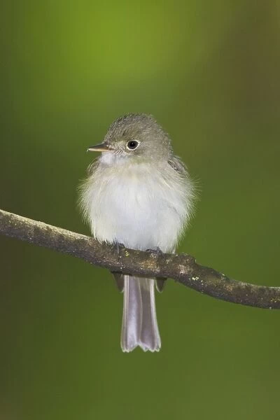 Acadian Flycatcher - On branch - Connecticut in May. USA