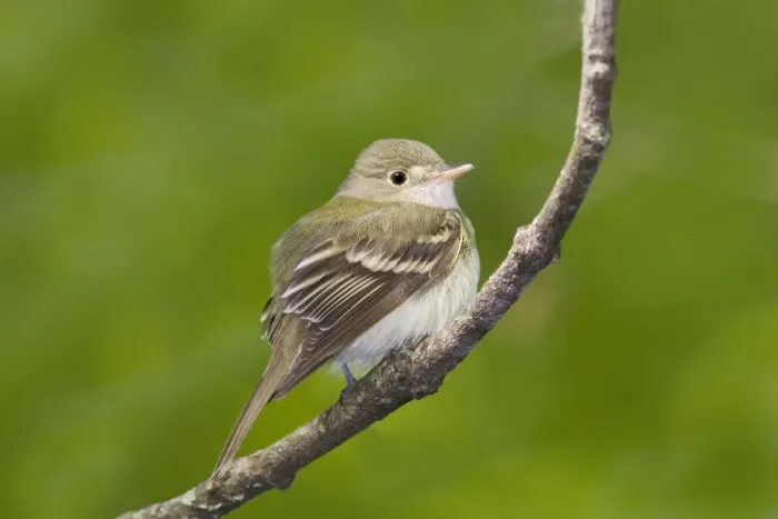 Framed Print : Acadian Flycatcher - On branch - Connecticut in May. USA Framed Print : Acadian Flycatcher - On branch - Connecticut in May. USA