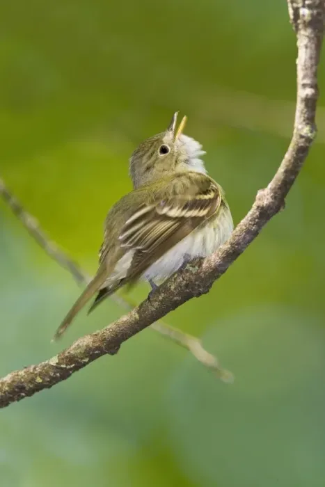 Framed Print : Acadian Flycatcher - On branch - Connecticut in May. USA Framed Print : Acadian Flycatcher - On branch - Connecticut in May. USA