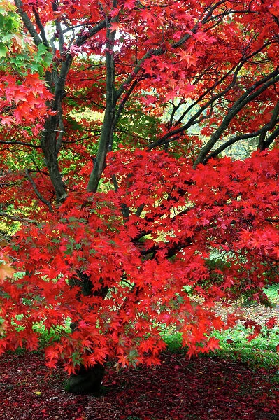Acer palmatum - Autumn colour at Winkwort Arboretum, Surrey, UK. October. The park has examples of maple that originate from Norway, Japan & America