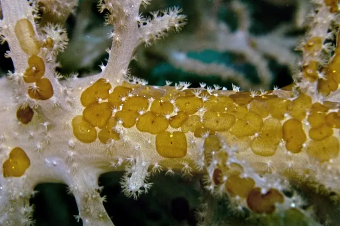 Framed Print : Acoelous Flatworms - usually found living in clusters on soft coral - Indonesia Framed Print : Acoelous Flatworms - usually found living in clusters on soft coral - Indonesia