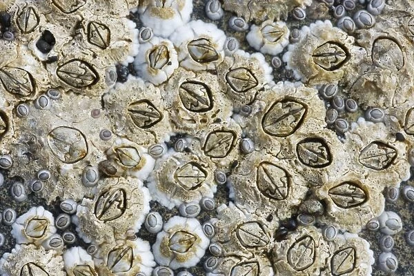 Acorn Barnacles exposed at low tide - Brough Head - Orkney Mainland IN000915