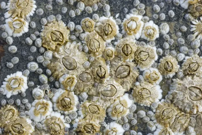 Framed Print : Acorn Barnacles exposed at low tide - Brough Head - Orkney Mainland IN000913 Framed Print : Acorn Barnacles exposed at low tide - Brough Head - Orkney Mainland IN000913