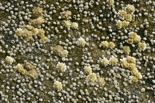 Acorn barnacles on a rock at low tide coast near Elgol, Isle of Skye, Western Highlands, Scotland, UK
