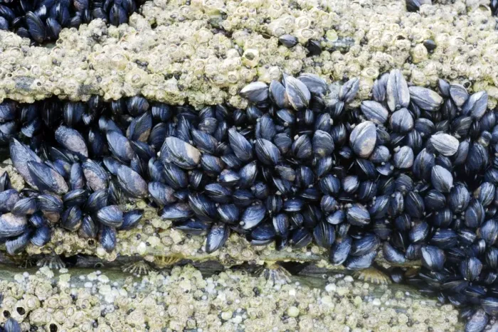 Framed Print : Acorn Barnacles and young Common Mussel exposed at low tide - Brough Head - Orkney Mainland IN000923 Framed Print : Acorn Barnacles and young Common Mussel exposed at low tide - Brough Head - Orkney Mainland IN000923