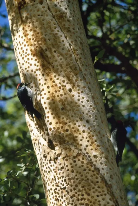 Framed Print : Acorn Woodpecker Framed Print : Acorn Woodpecker