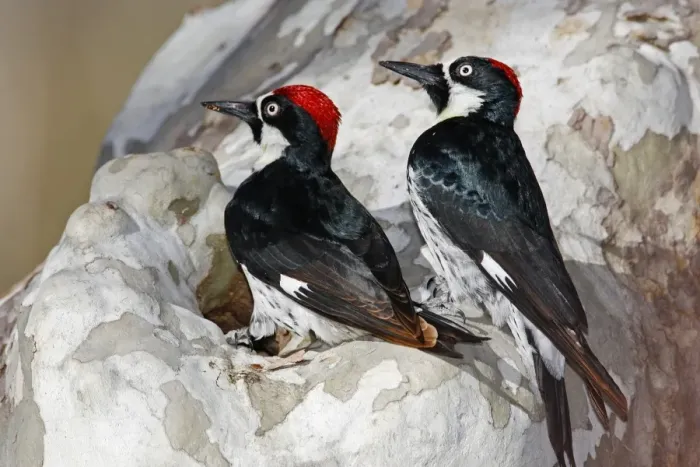 Framed Print : Acorn Woodpecker