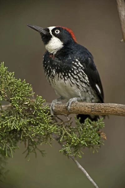 Acorn Woodpecker - Arizona - Range is western United States to Colombia - Habitat is woods-groves-mixed forest-oak-pine canyons and foothills - Stores acorns in bark