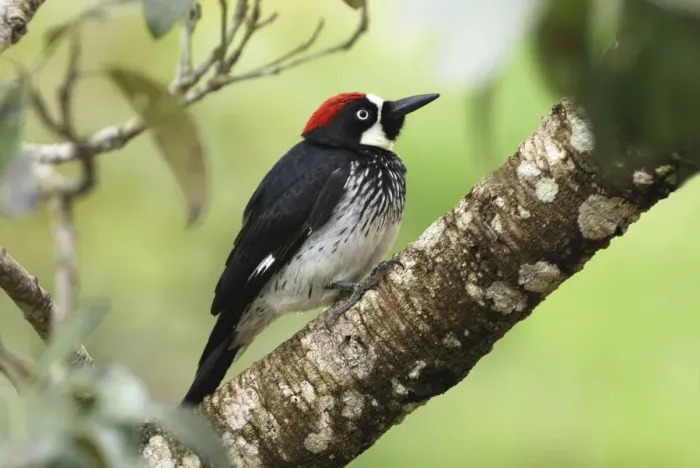 Framed Print : Acorn Woodpecker Belize Framed Print : Acorn Woodpecker Belize
